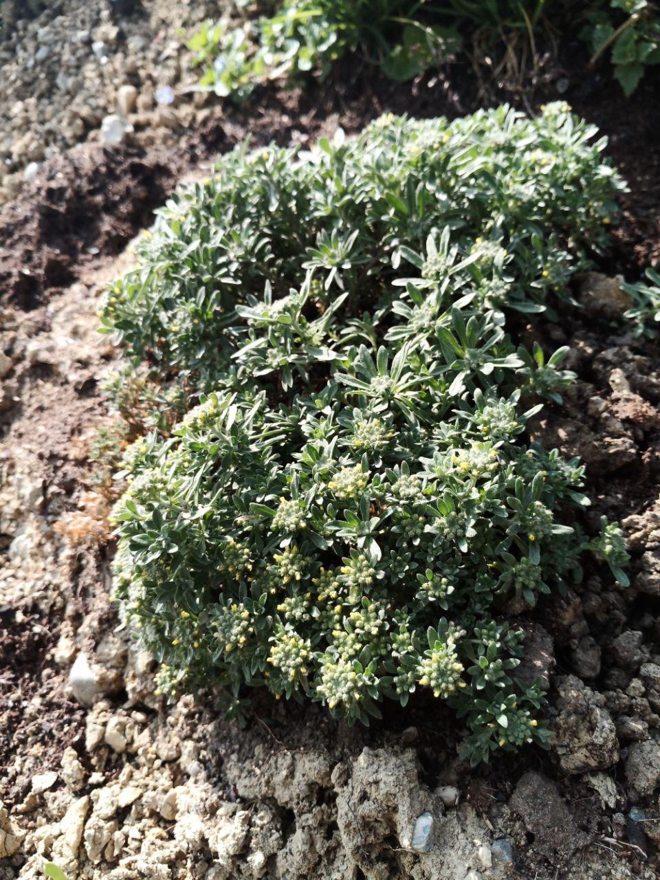 Duftsteinrich - Lobularia maritima 